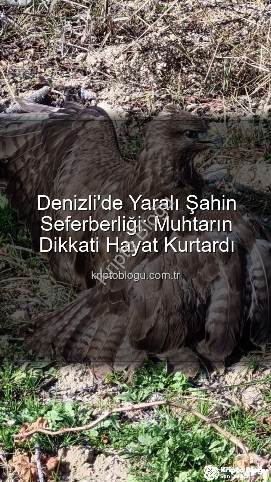 Denizli'de yaralı şahin - Denizli'de Yaralı Şahin Seferberliği: Muhtarın Dikkati Hayat Kurtardı
