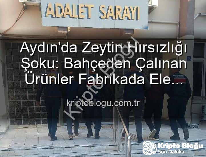 zeytin hırsızlığı - Aydın'da Zeytin Hırsızlığı Şoku: Bahçeden Çalınan Ürünler Fabrikada Ele Geçti!