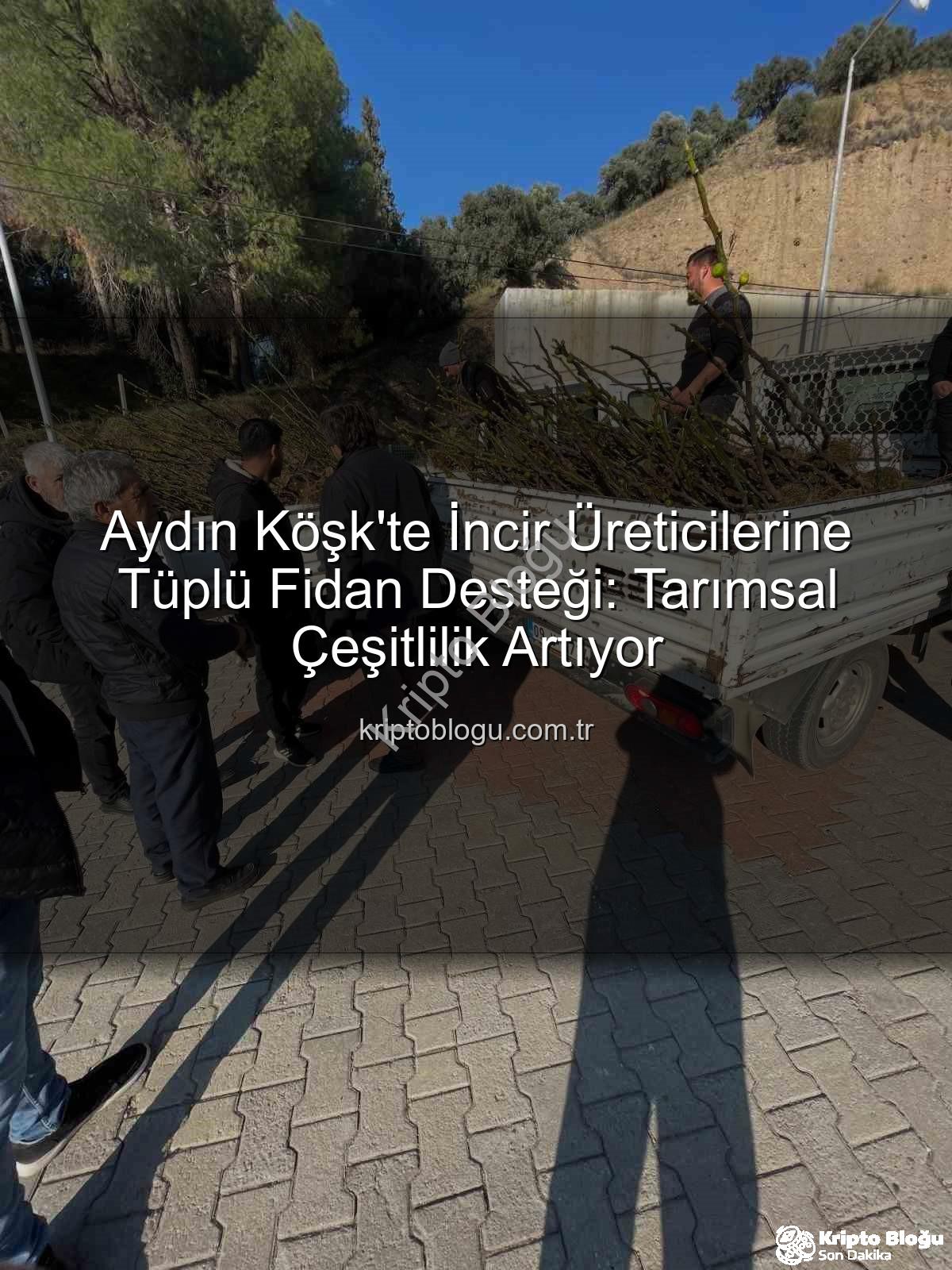 tüplü incir fidanı - Aydın Köşk'te İncir Üreticilerine Tüplü Fidan Desteği: Tarımsal Çeşitlilik Artıyor