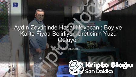 Aydın Zeytininde Hasat Heyecanı: Boy ve Kalite Fiyatı Belirliyor, Üreticinin Yüzü Gülüyor