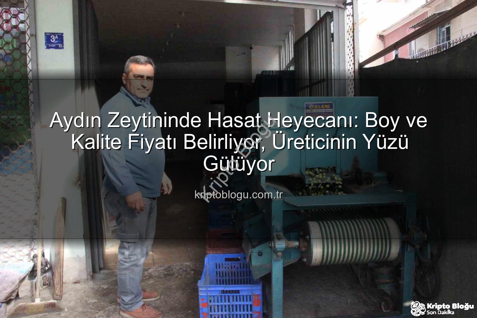 Aydın zeytininde hasat - Aydın Zeytininde Hasat Heyecanı: Boy ve Kalite Fiyatı Belirliyor, Üreticinin Yüzü Gülüyor