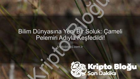 Bilim Dünyasına Yeni Bir Soluk: Çameli Pelemiri Adıyla Keşfedildi!