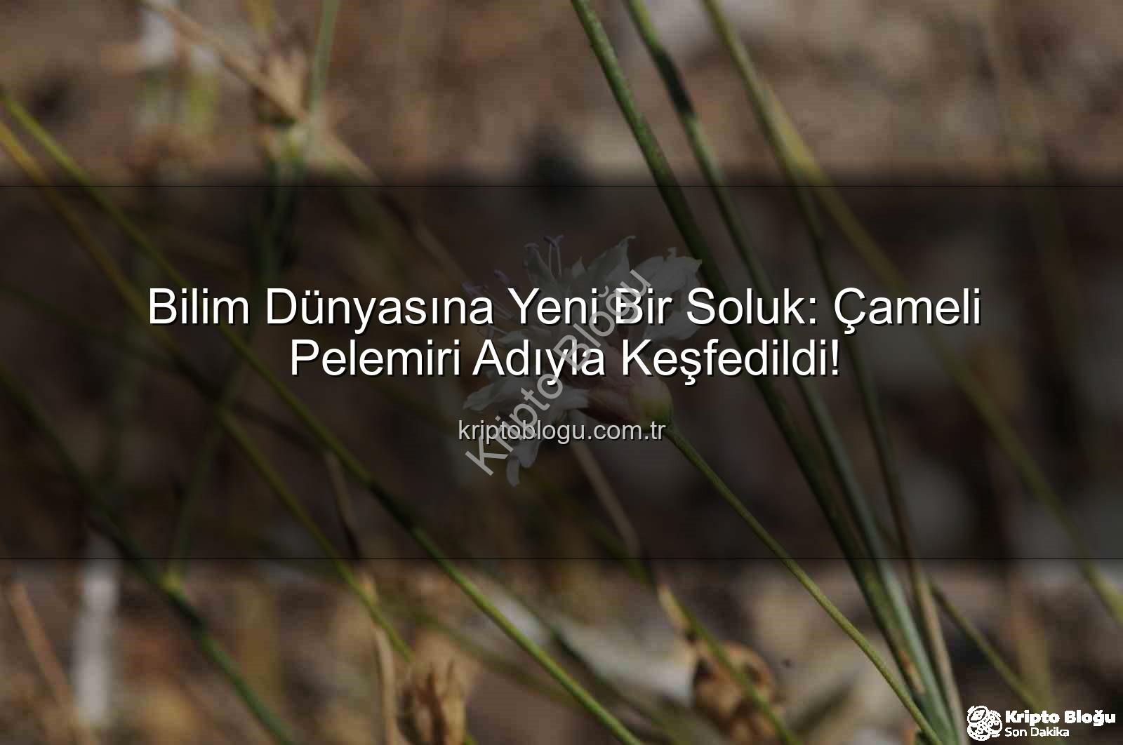 Çameli pelemiri - Bilim Dünyasına Yeni Bir Soluk: Çameli Pelemiri Adıyla Keşfedildi!