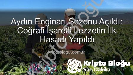 Aydın Enginarı Sezonu Açıldı: Coğrafi İşaretli Lezzetin İlk Hasadı Yapıldı