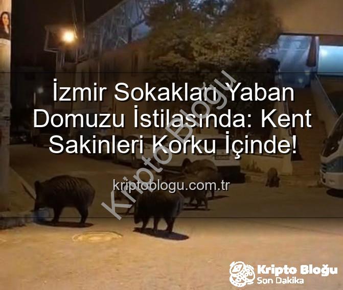 yaban domuzu - İzmir Sokakları Yaban Domuzu İstilasında: Kent Sakinleri Korku İçinde!